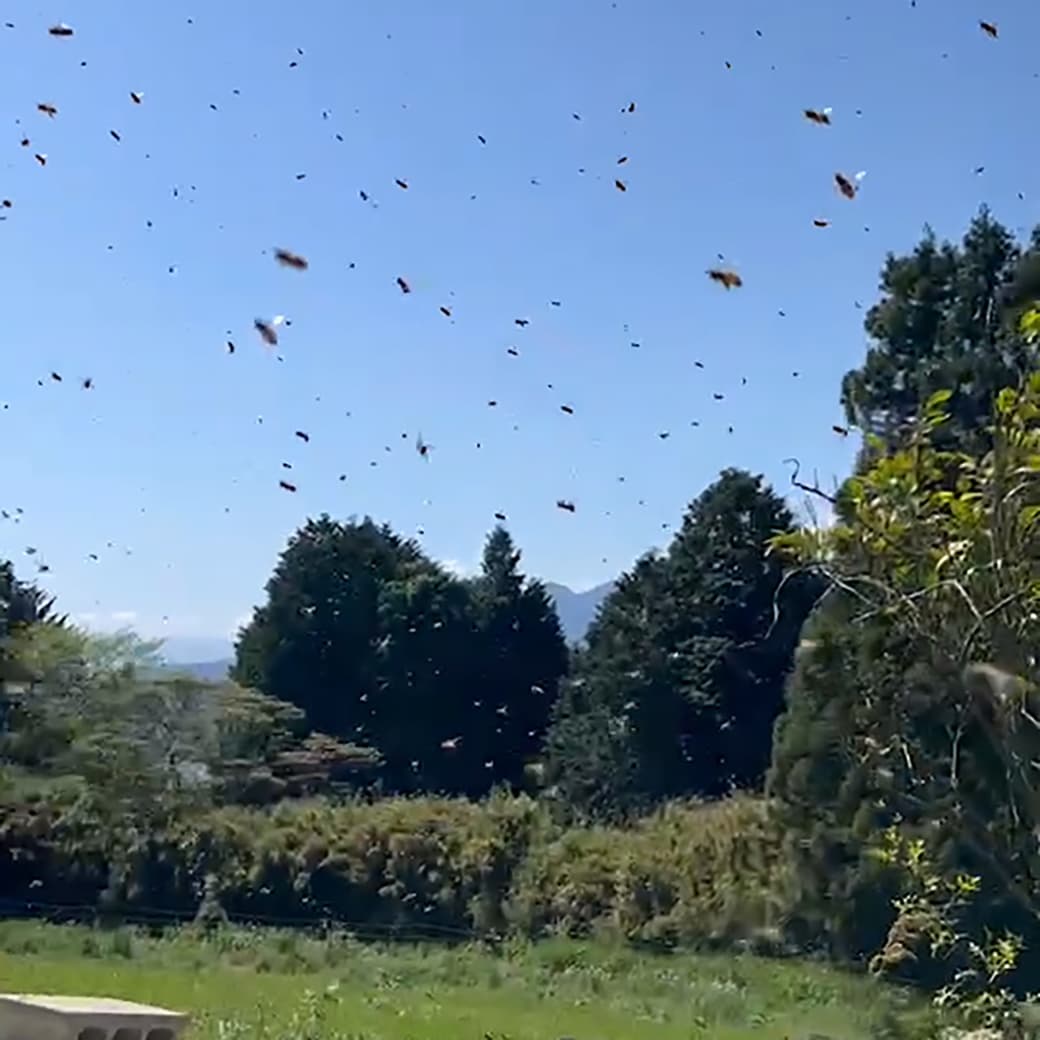 【養蜂ブログ】蜂さんが飛んでっちゃった!?