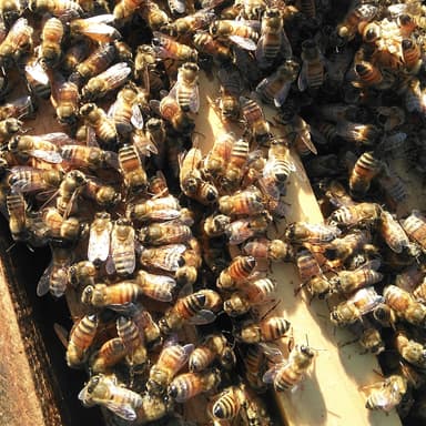 冬の蜂のようす…飛躍の1年に…