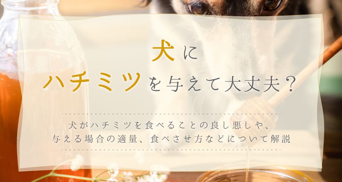 犬にハチミツを与えて大丈夫?適量や食べ方、危険の有無について解説