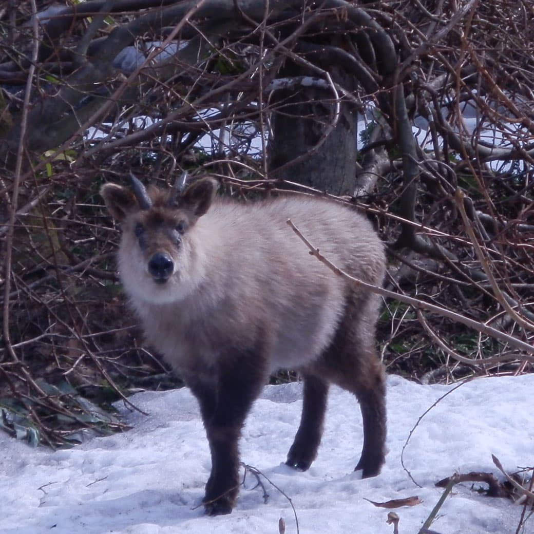カモシカとにらめっこ!? 〜冬の山で心ほどける〜