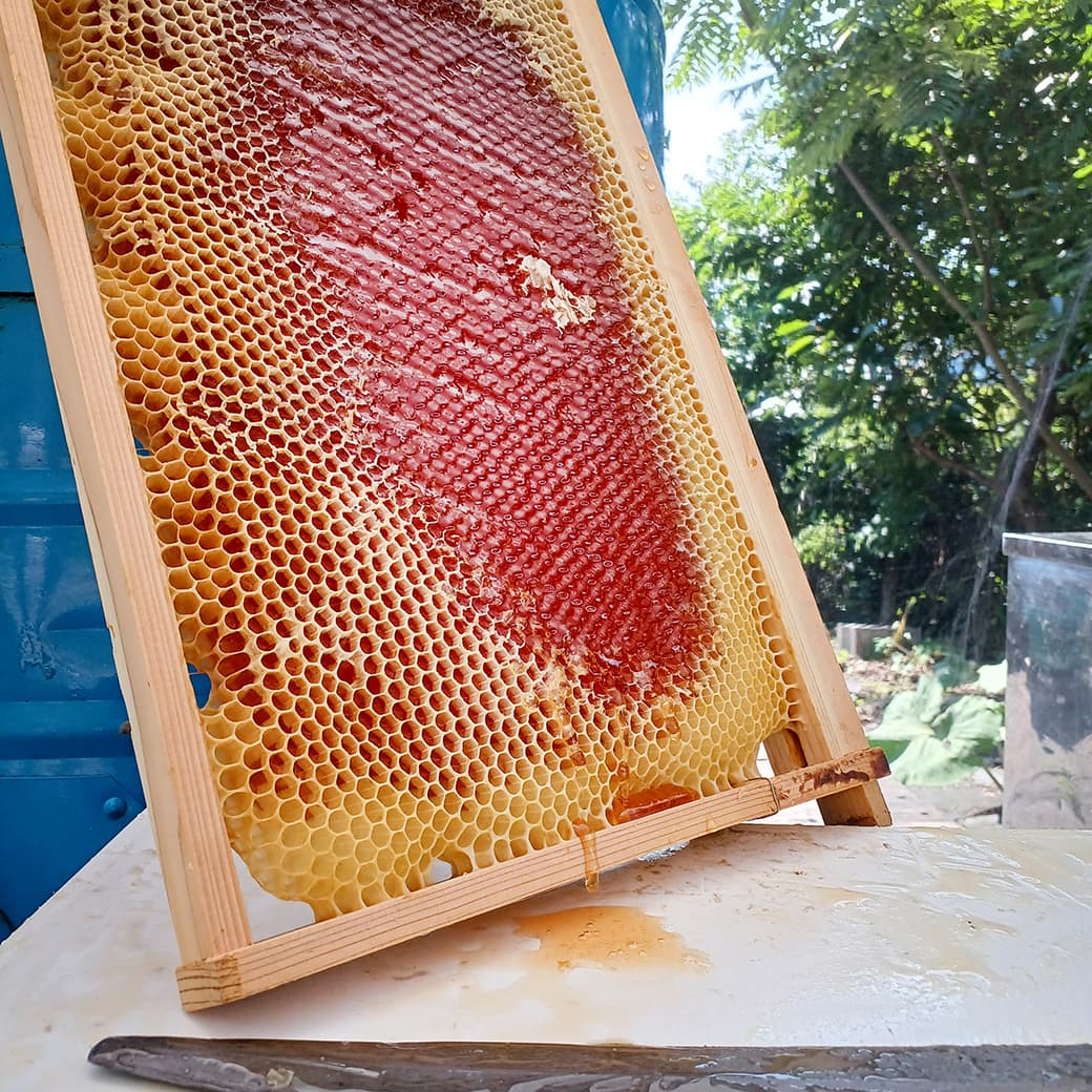【養蜂ブログ】天然がいいねっ!伊豆の夏とハチミツと。