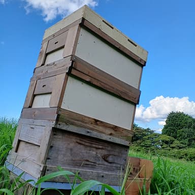 【養蜂ブログ】今年の採蜜が終わりました!