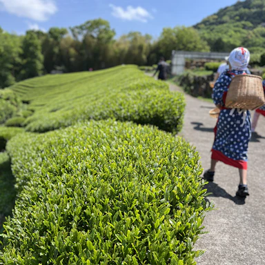 とっても楽しかった茶摘み体験