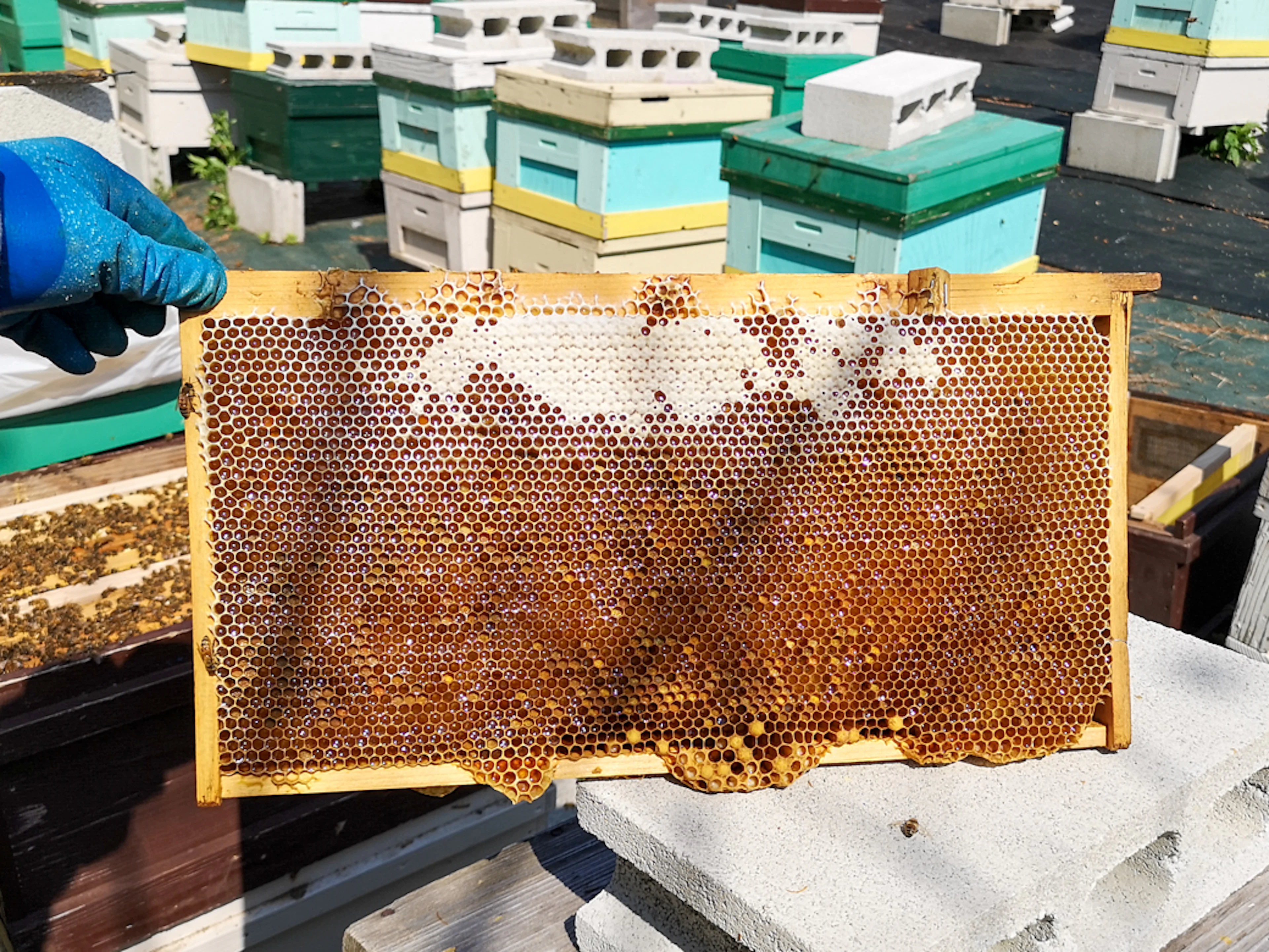 さくらの蜜が溜まり始めました。