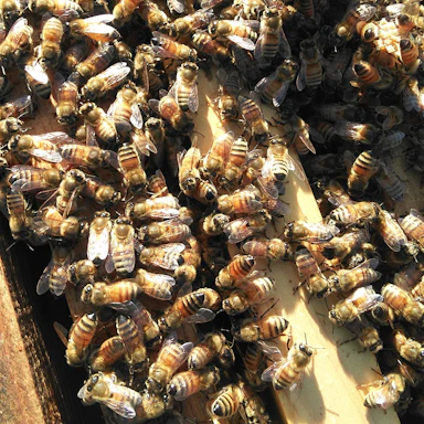 冬の蜂のようす…飛躍の1年に…