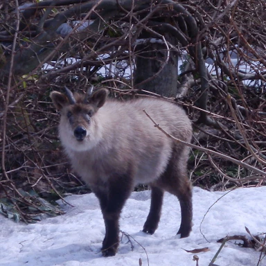カモシカとにらめっこ!? 〜冬の山で心ほどける〜