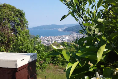 私が好きなあの花が咲き始めました♪