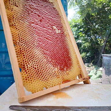 【養蜂ブログ】天然がいいねっ！伊豆の夏とハチミツと。