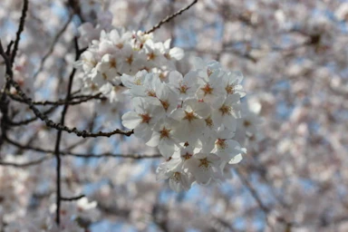 今年も桜、咲き始めましたね！