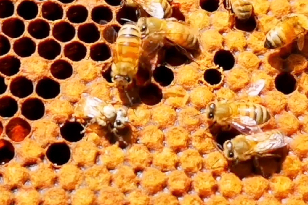 ミツバチ誕生の瞬間 と採蜜体験のお知らせ 伊豆の養蜂家 みつばちのーと