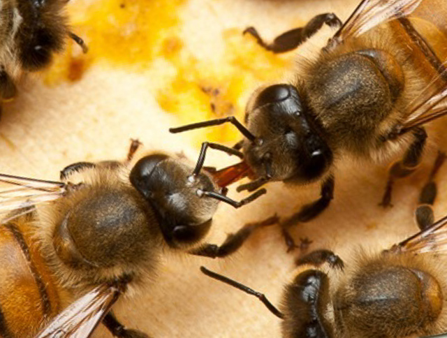 ミツバチが集めてくる小さじ一杯のハチミツ 伊豆の養蜂家 みつばちのーと