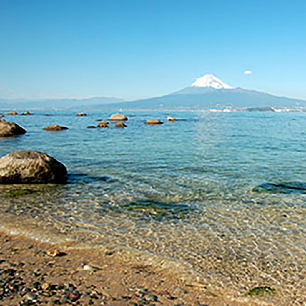 ご当地　ハチミツ　伊豆