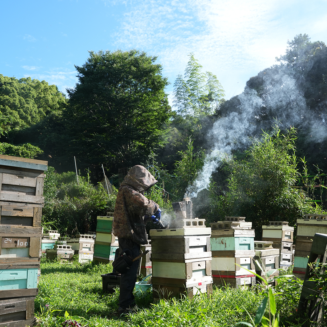 琥珀の輝き（瓶タイプ） みつばちのーと