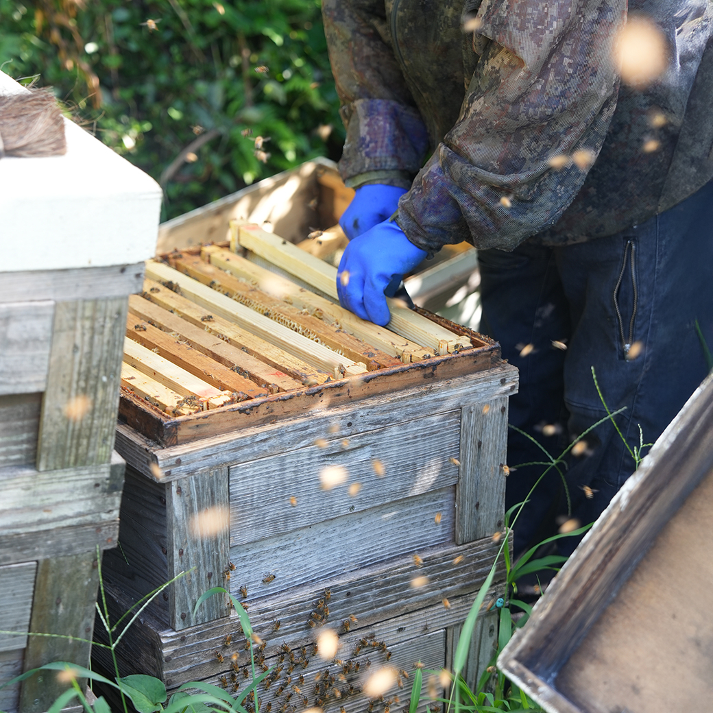 琥珀の輝き（瓶タイプ） みつばちのーと